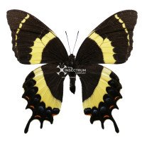 PAPILIO GARAMAS ABDERUS